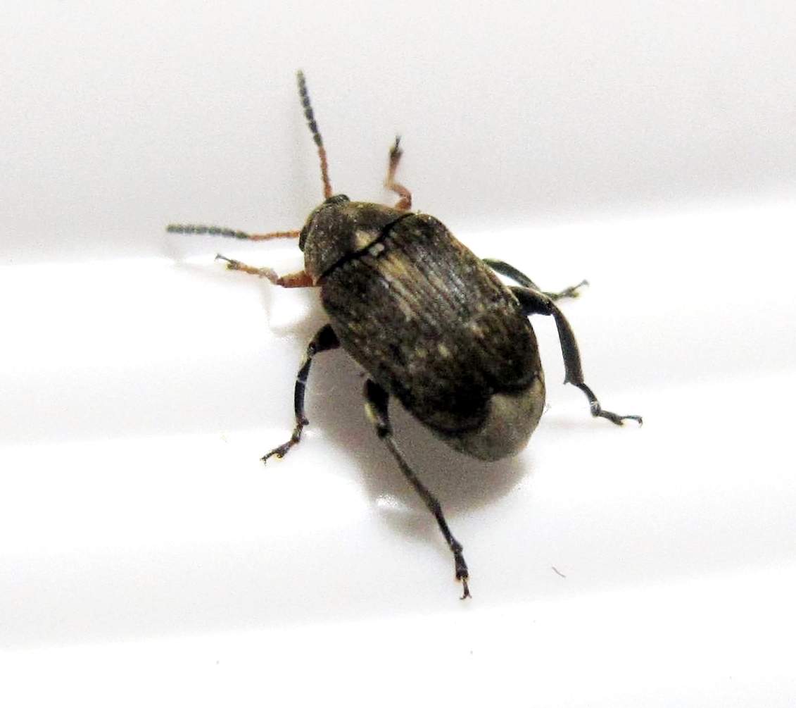 tonchio del fagiolo — Acanthoscelides obtectus