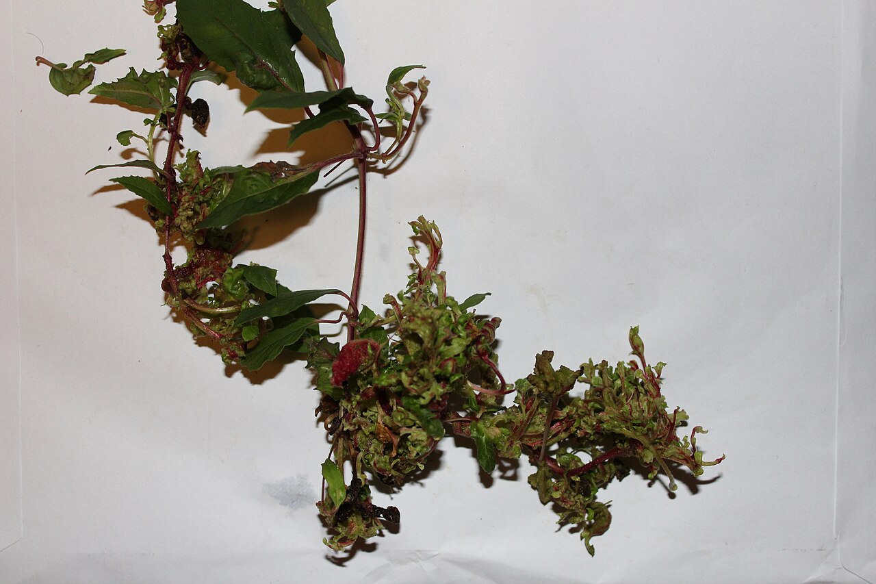 ακάρι των κηκίδων της φούξιας — Aculops fuchsiae