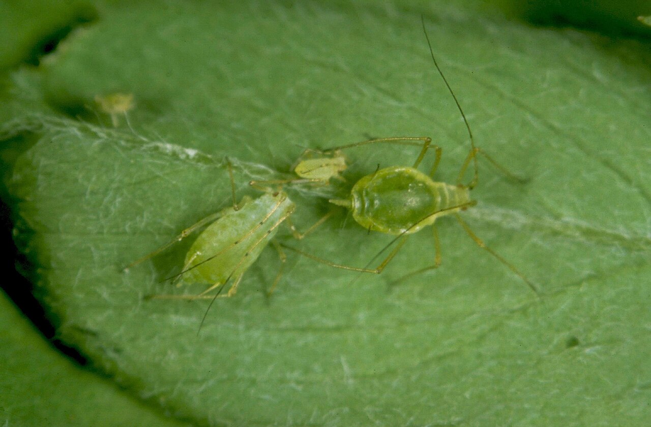 afide del pisello — Acyrthosiphon pisum