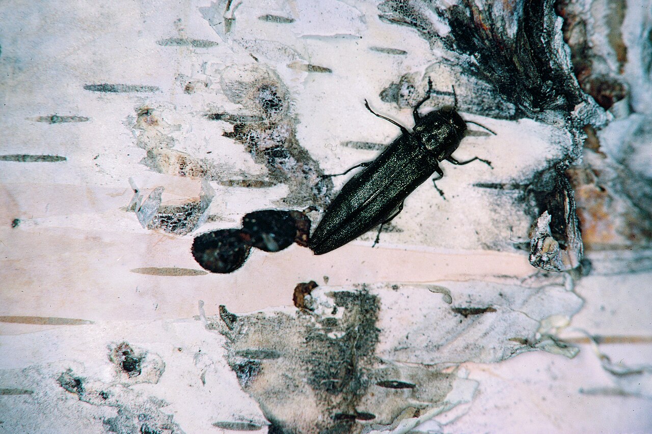 agrile du bouleau — Agrilus anxius