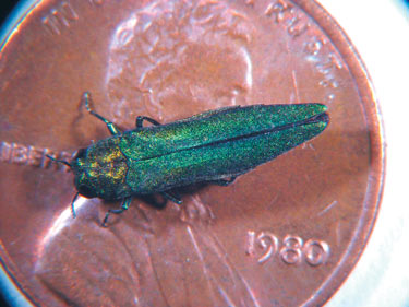 Asiatischer Eschenprachtkäfer — Agrilus planipennis