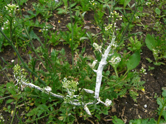 ruggine bianca delle brassicacee — Albugo candida