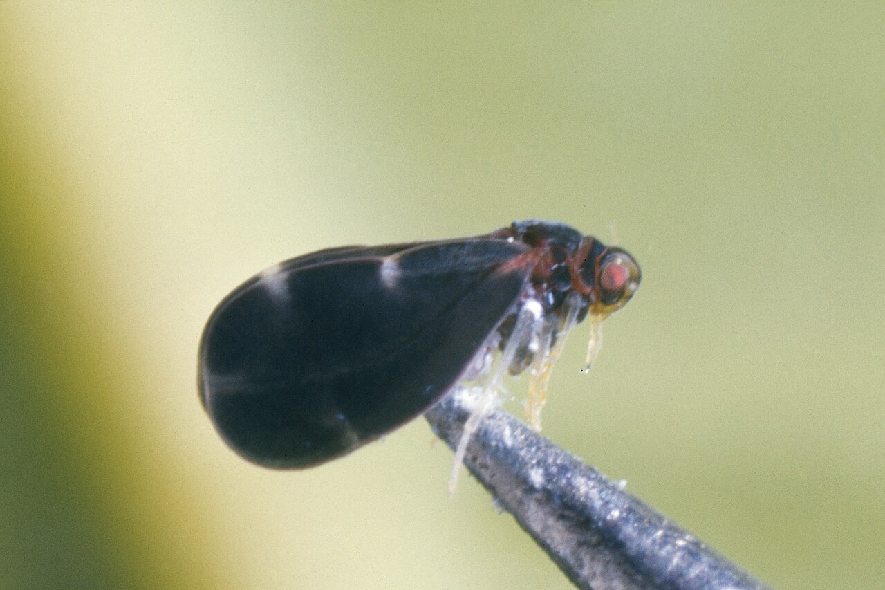 citrus blackfly — Aleurocanthus woglumi