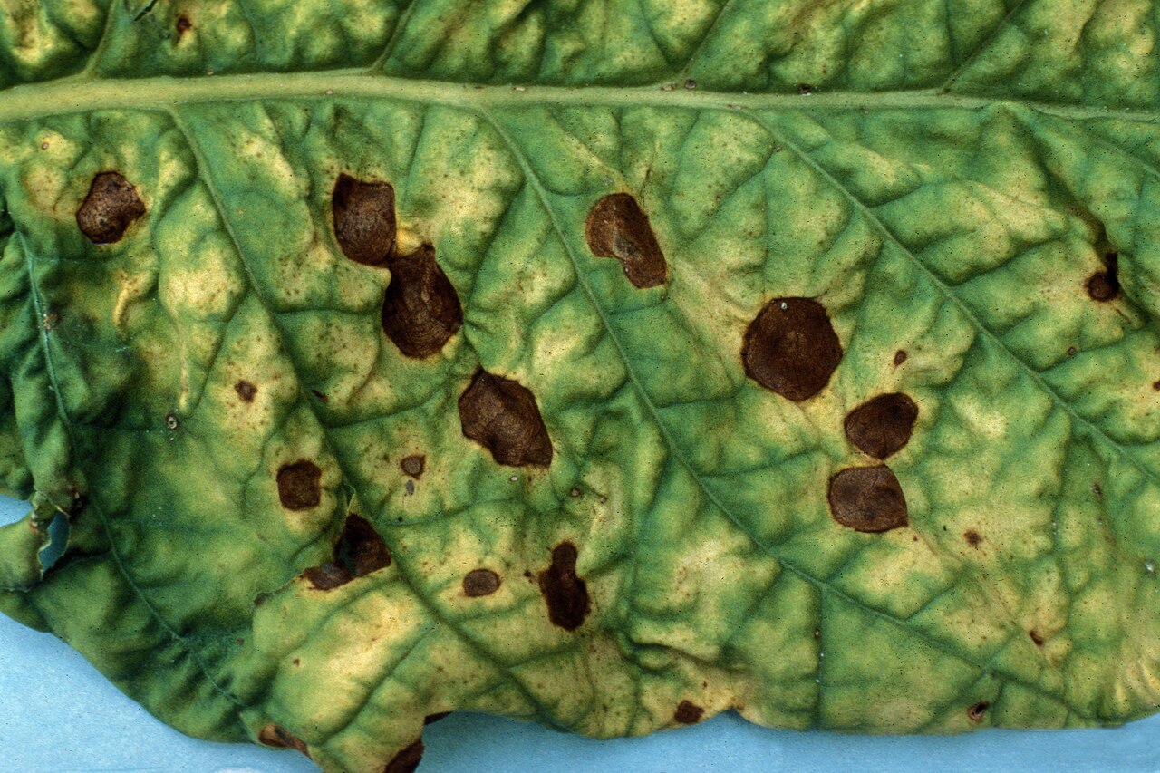 alternariosi — Alternaria alternata