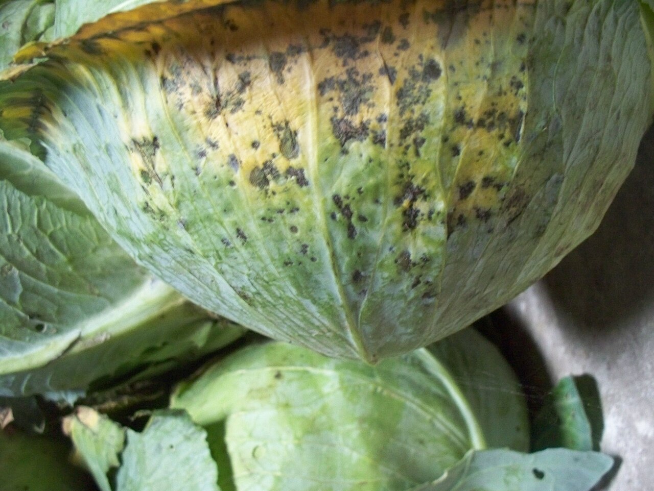 αλτερναρίωση — Alternaria brassicae