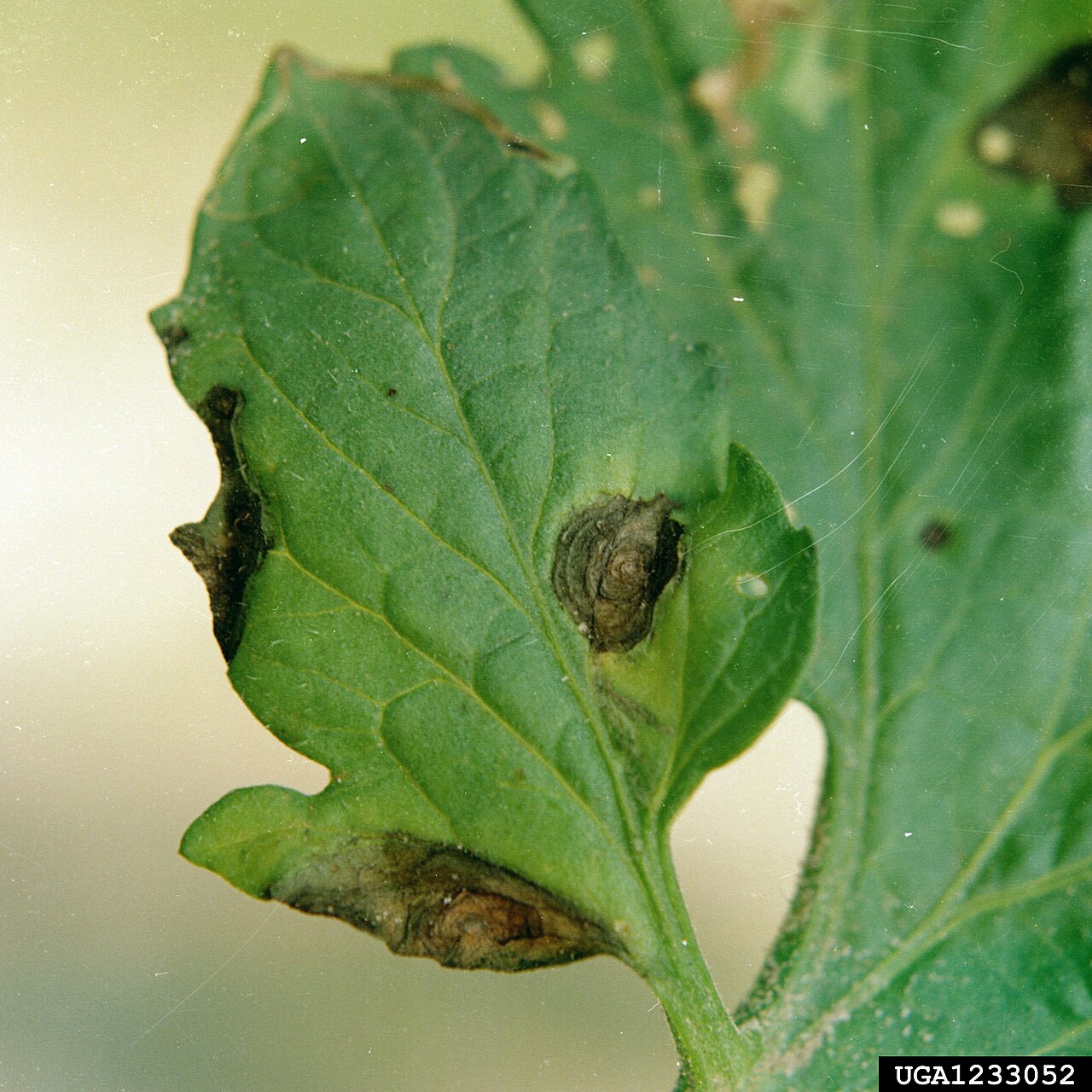 alternariosi del pomodoro — Alternaria solani