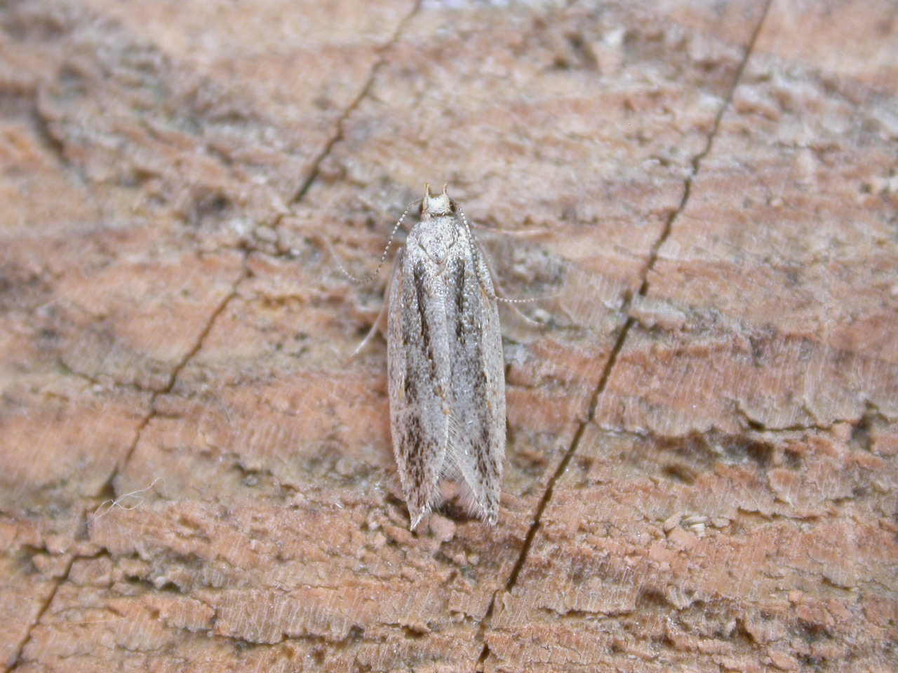 ανάρσια — Anarsia lineatella
