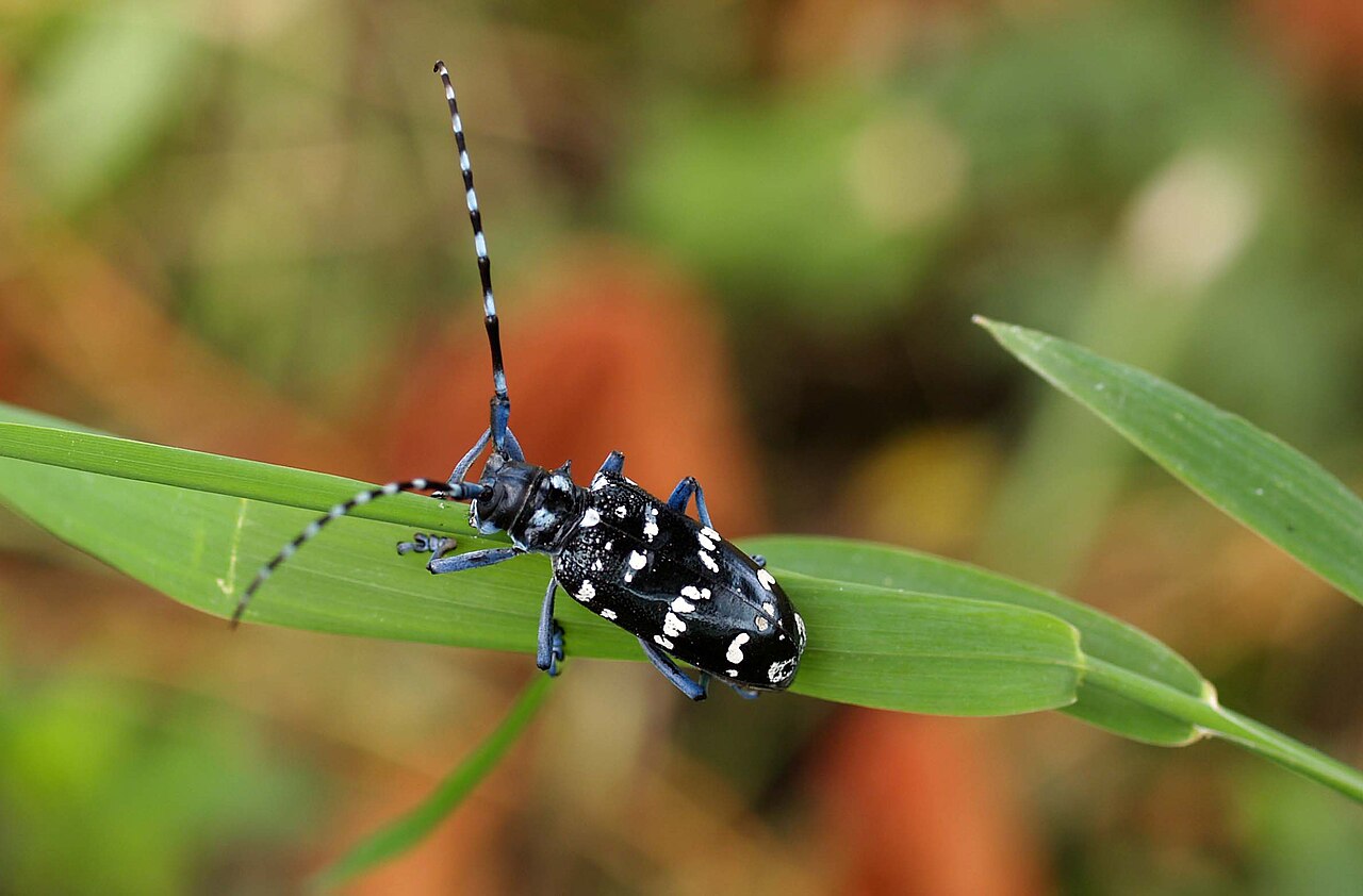 Citrus-Bockkäfer — Anoplophora chinensis
