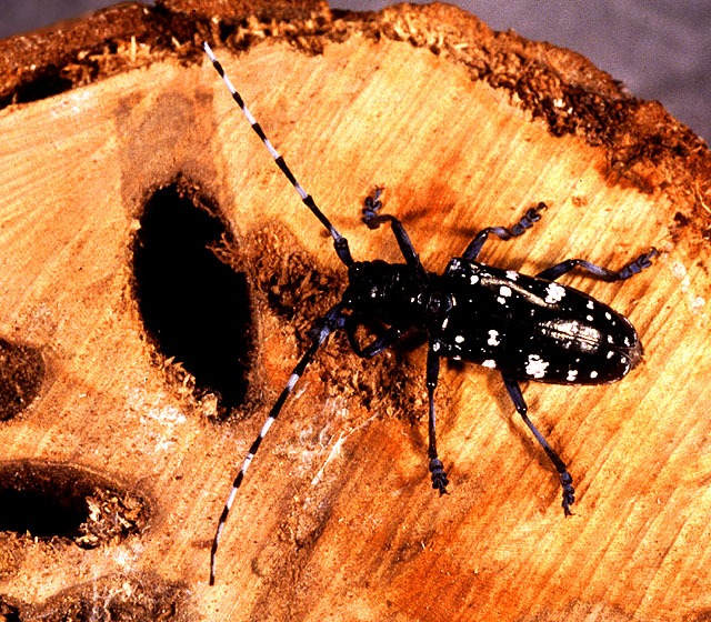 ασιατικό σκαθάρι — Anoplophora glabripennis