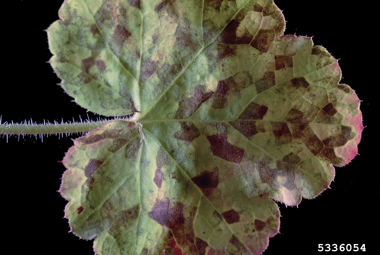nematode fogliare (delle foglie e gemme) — Aphelenchoides fragariae