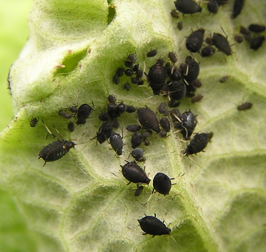 afide nero della fava — Aphis fabae