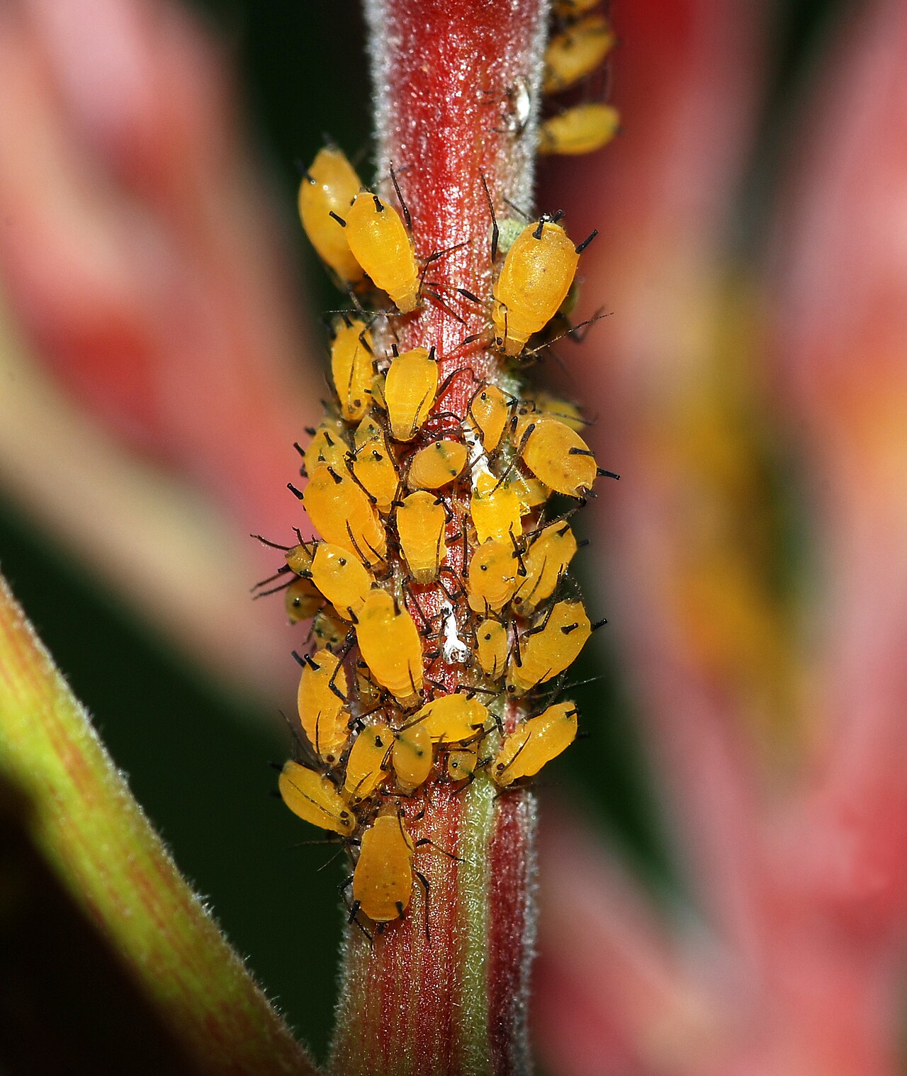 afide giallo dell'oleandro — Aphis nerii