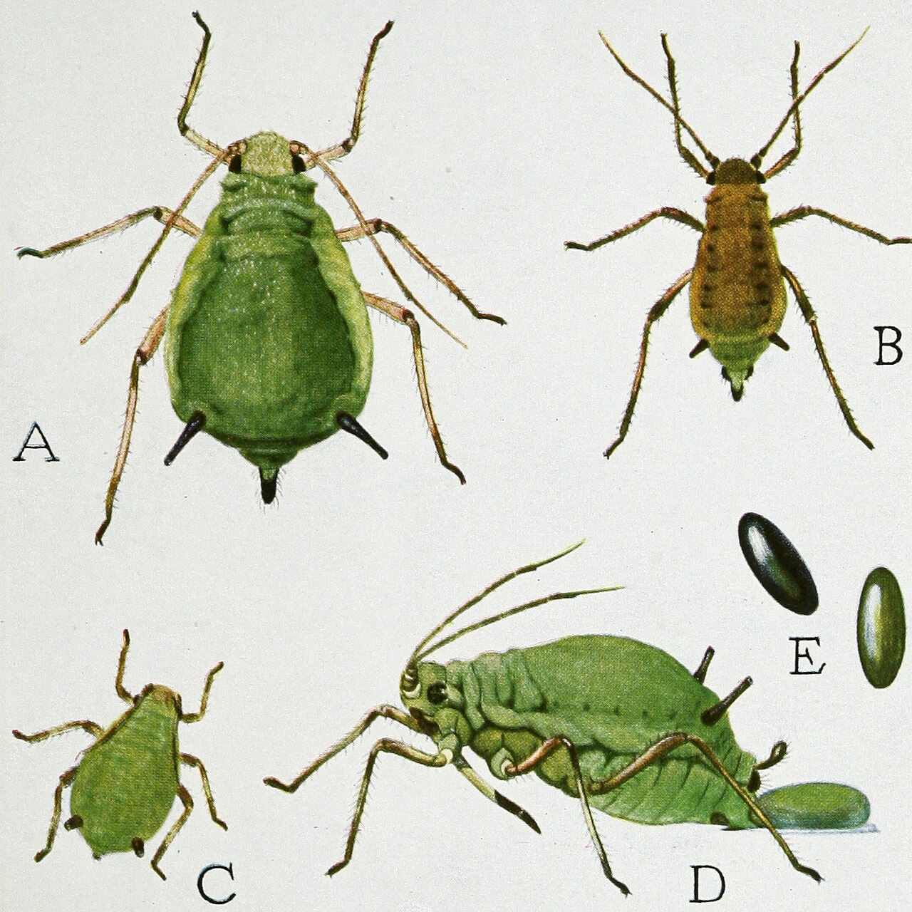 Grüne Apfelblattlaus — Aphis pomi