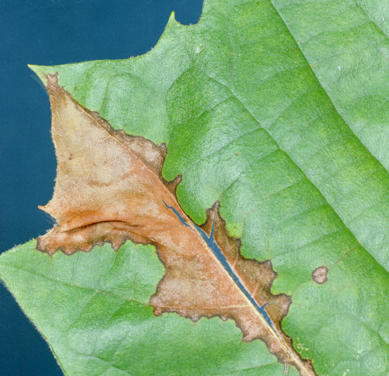antracnosi del platano — Apiognomonia veneta
