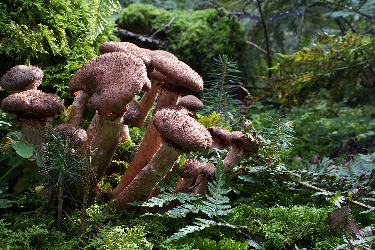 Hallimasch (Armillaria-Wurzelfäule) — Armillaria mellea