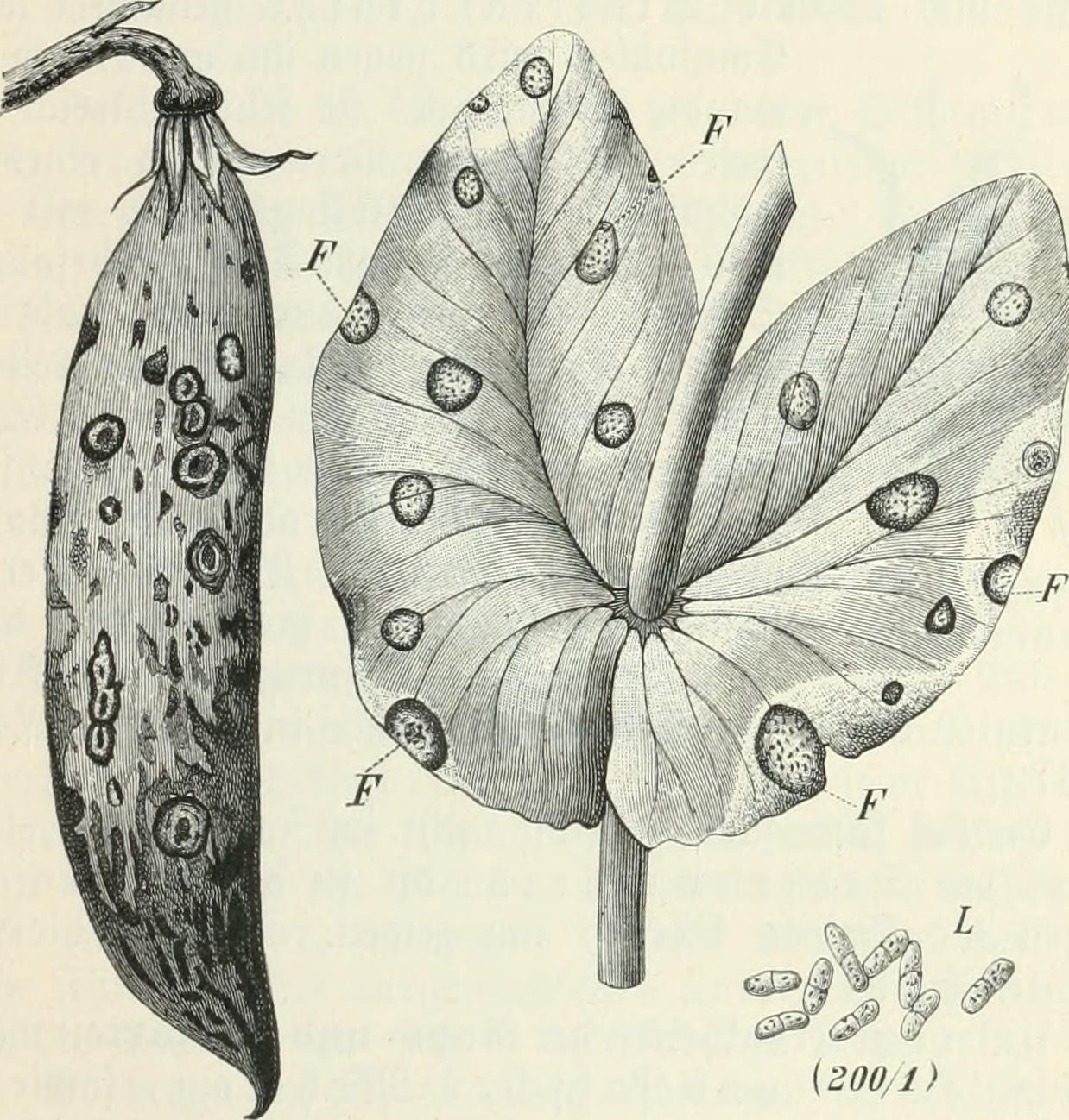 ασκοχύτωση αρακάς — Ascochyta pisi