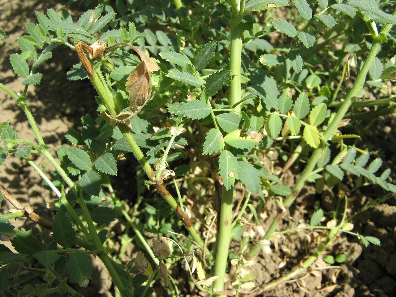 ascochyta del cece — Ascochyta rabiei