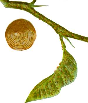 Oleanderschildlaus — Aspidiotus nerii