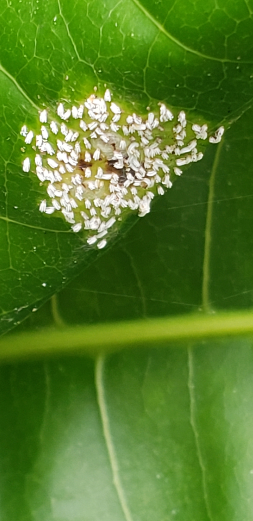 cocciniglia bianca del mango — Aulacaspis tubercularis