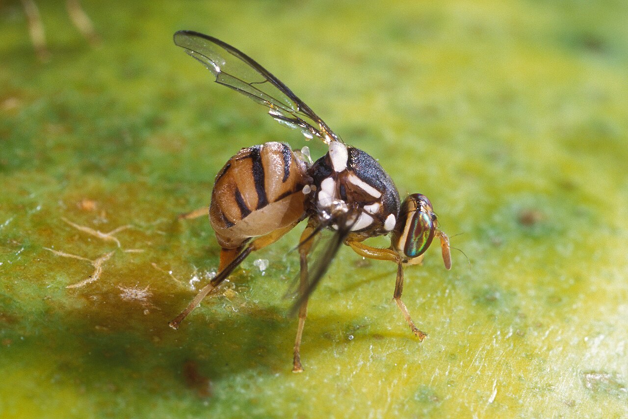 ανατολική μύγα των φρούτων — Bactrocera dorsalis