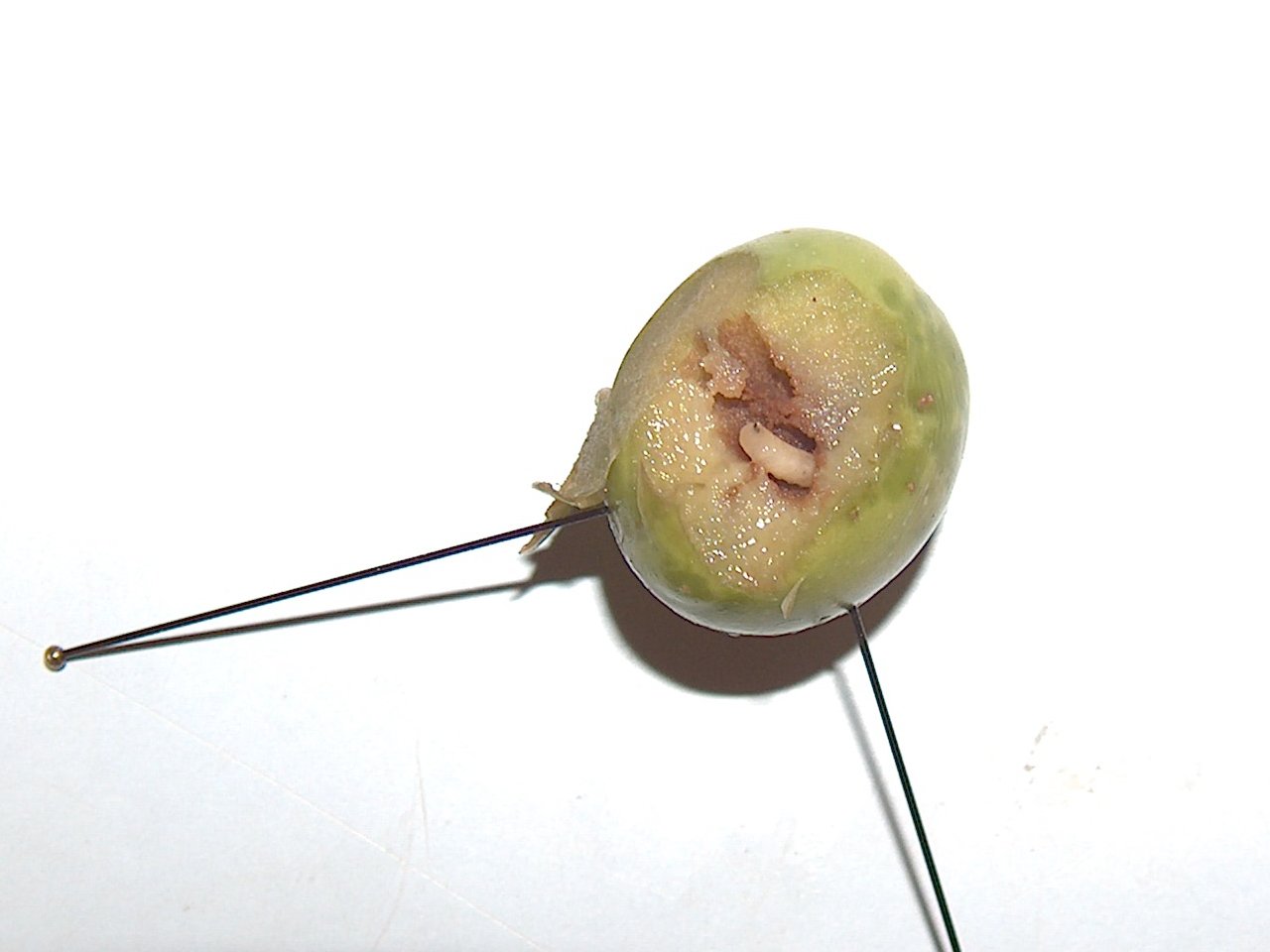 Olivenfliege — Bactrocera oleae