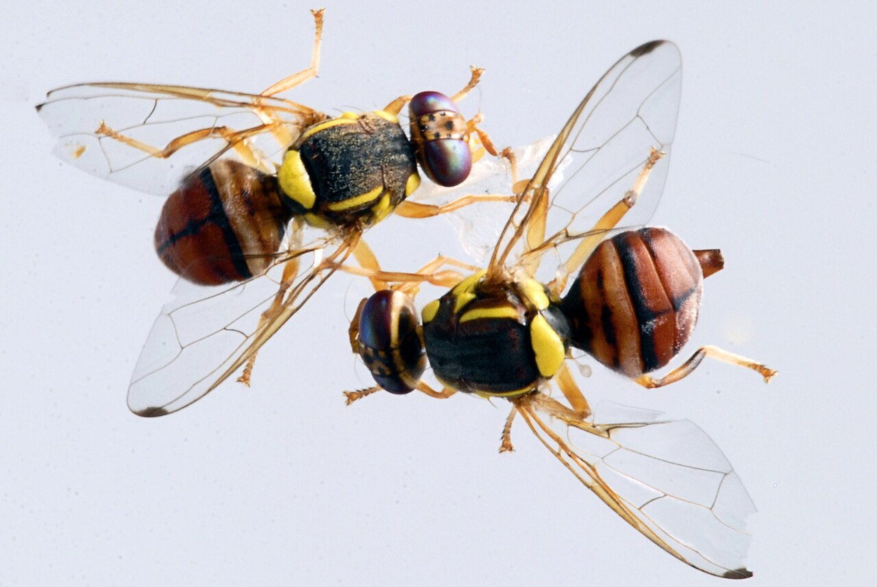 Pfirsich-Fruchtfliege — Bactrocera zonata