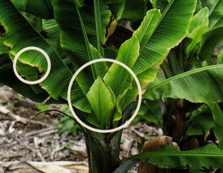 virus del cespo cespuglioso della banana — Banana bunchy top virus