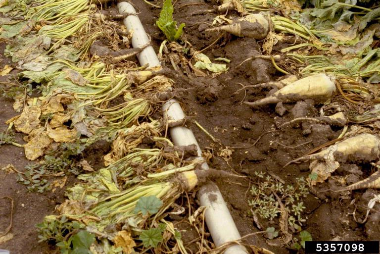 rizomania — Beet necrotic yellow vein virus