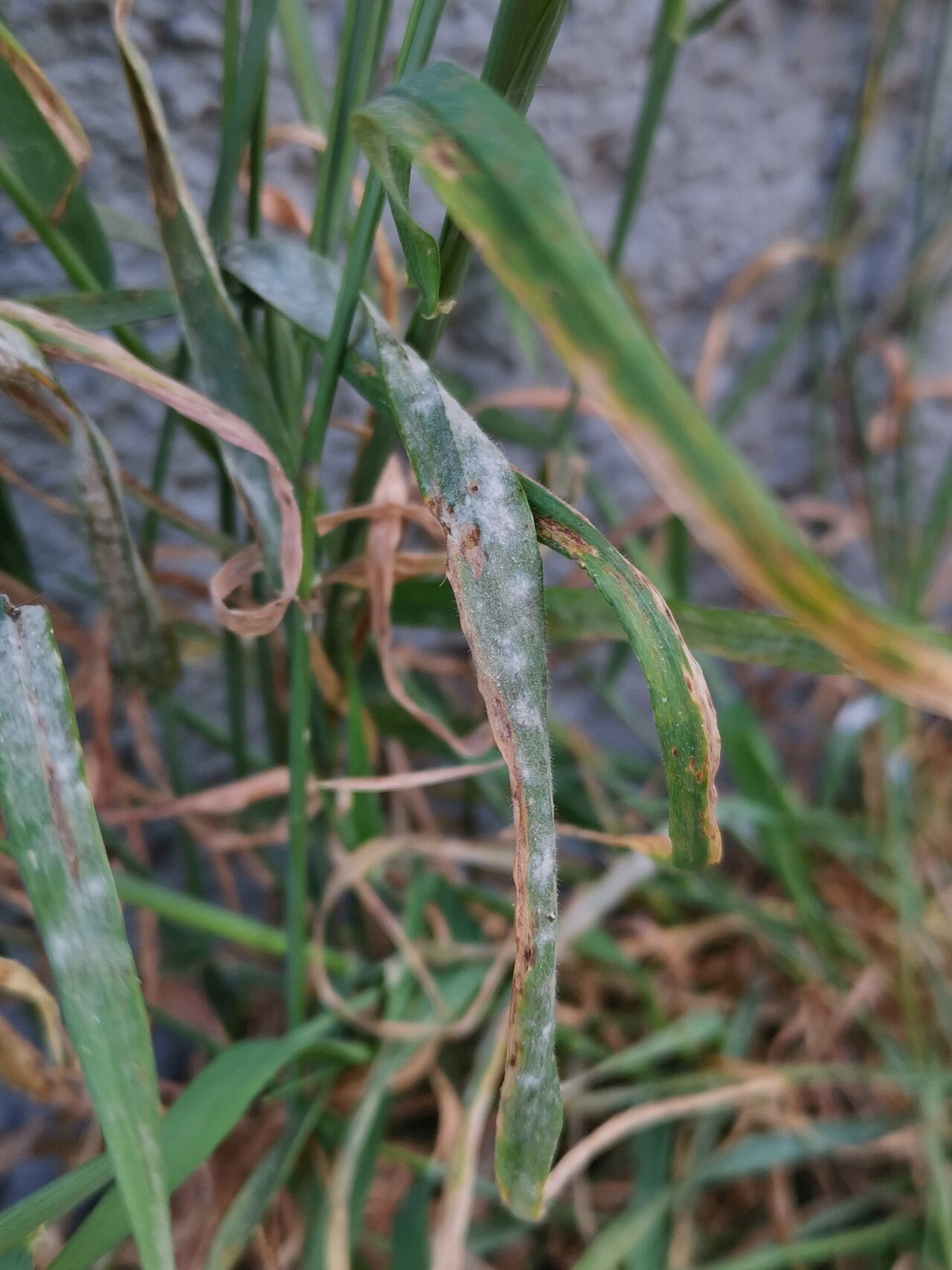 oïdium de l'orge — Blumeria graminis f.sp. hordei