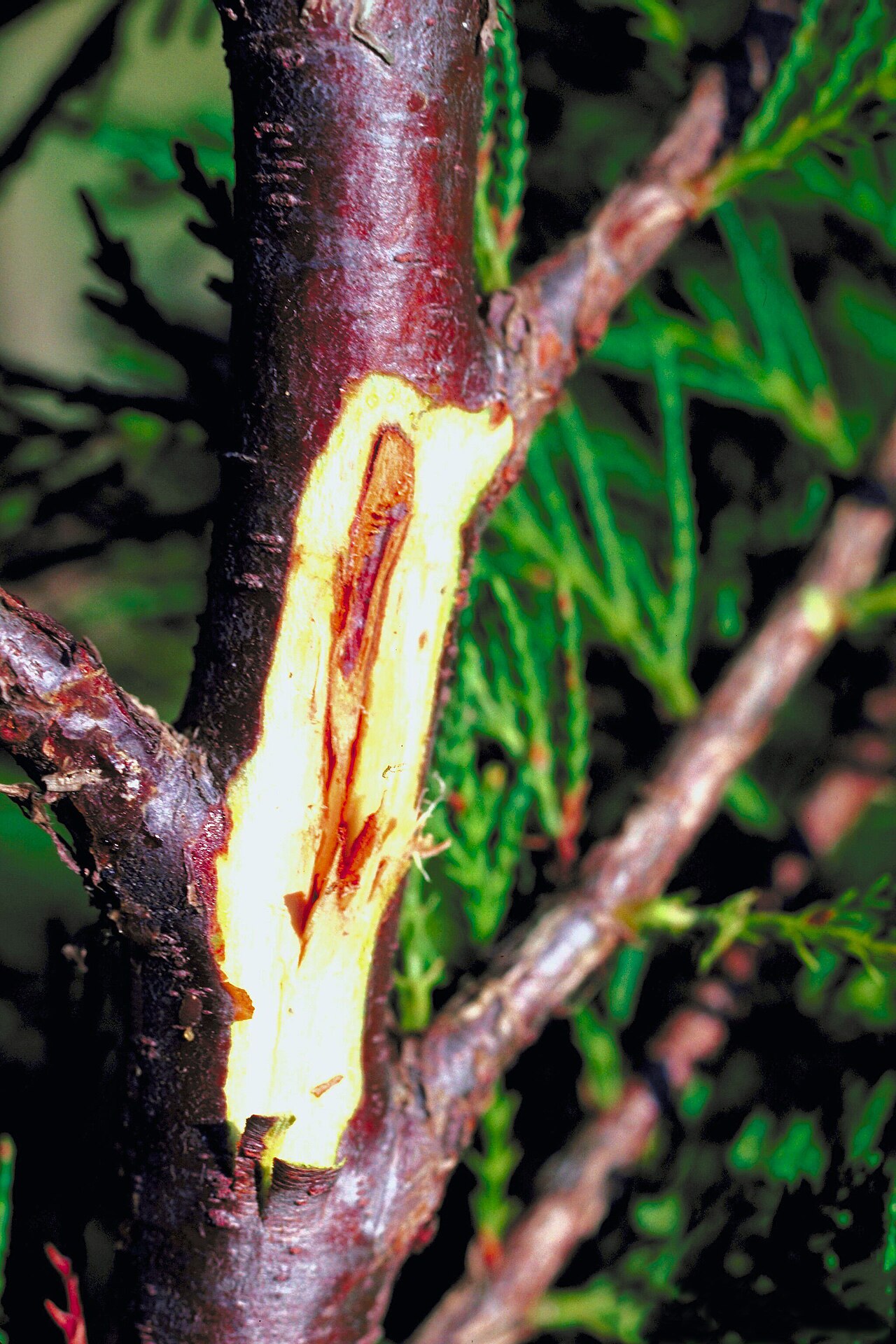 έλκος Botryosphaeria / ξήρανση κλάδων συκιάς — Botryosphaeria dothidea