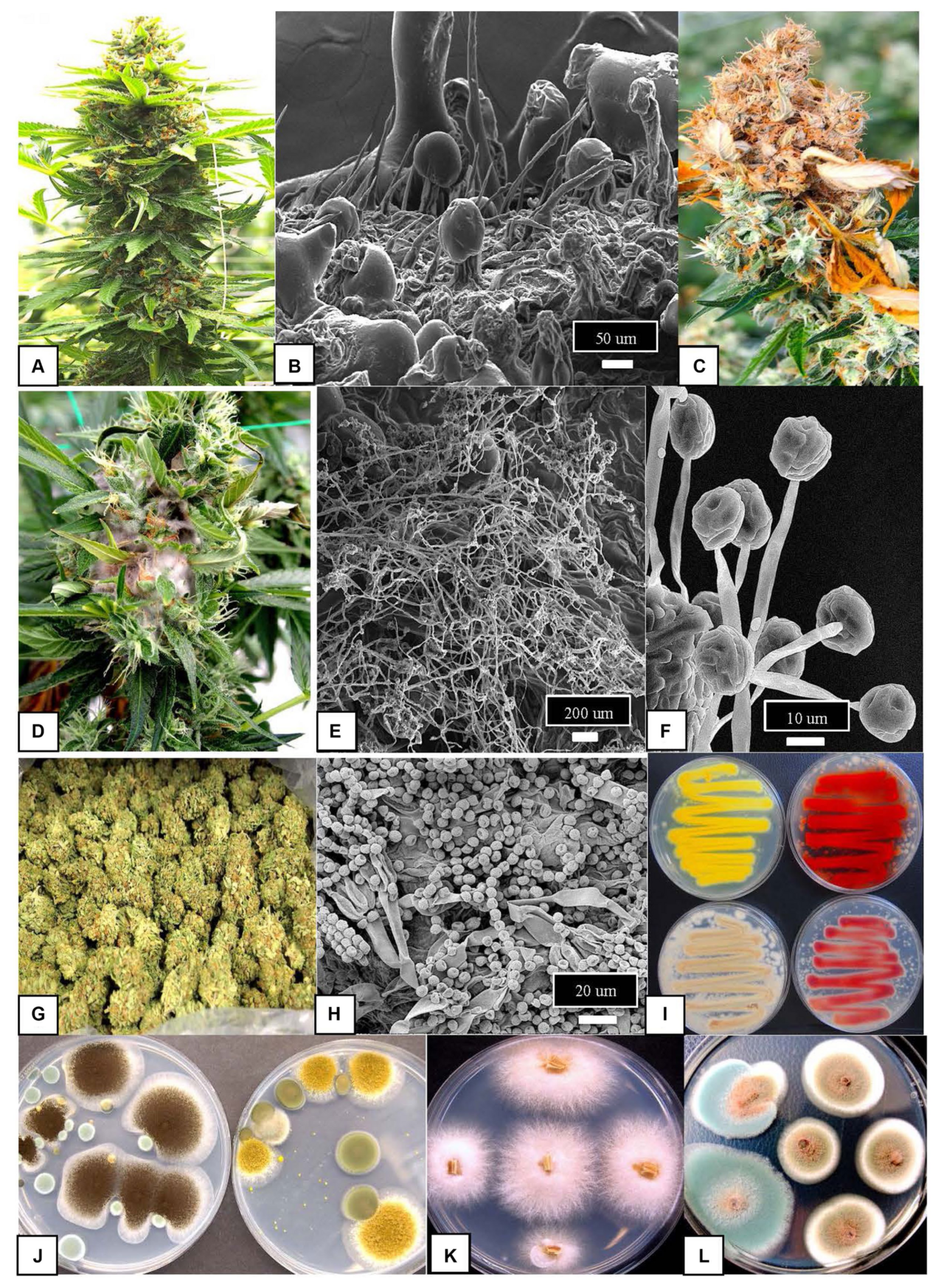 Grauschimmel der Cannabis — Botrytis cinerea cannabis