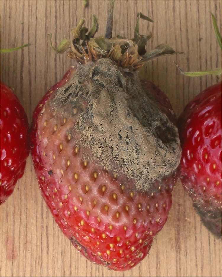 βοτρύτης φράουλας — Botrytis cinerea fragaria