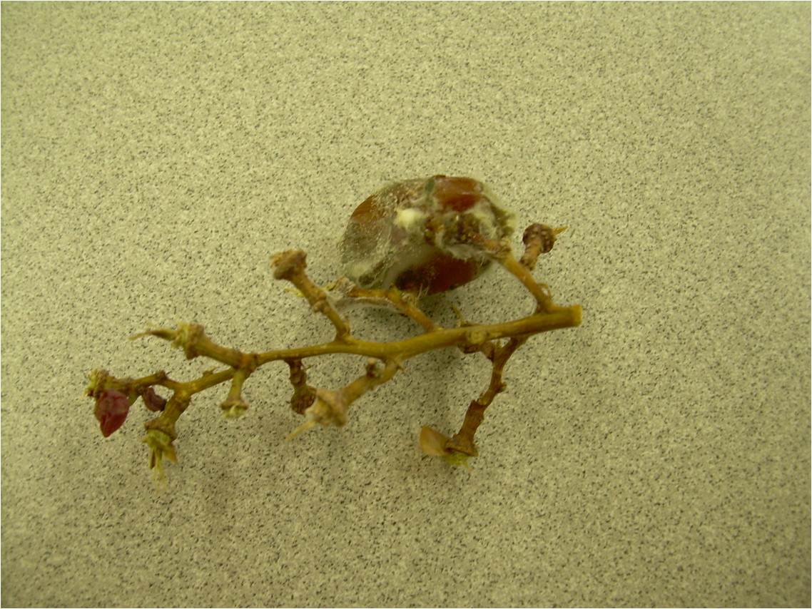 grape grey mould — Botrytis cinerea vitis