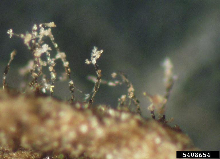 βοτρύτης του κρίνου — Botrytis elliptica