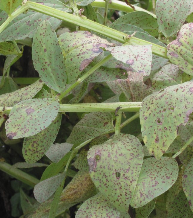 σοκολατί κηλίδωση κουκιάς — Botrytis fabae