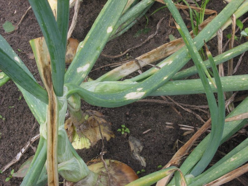 Laubfleckenkrankheit der Zwiebel — Botrytis squamosa