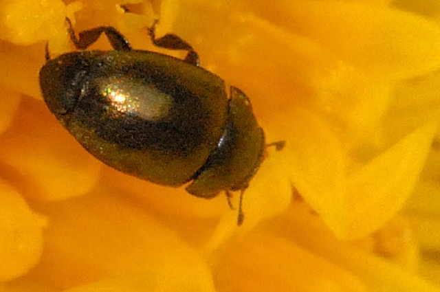 Rapsglanzkäfer — Brassicogethes aeneus