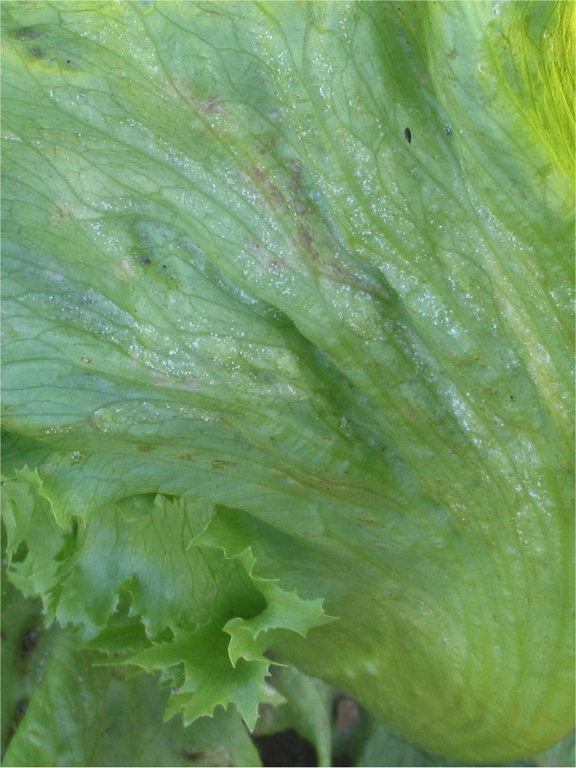 peronospora della lattuga — Bremia lactucae