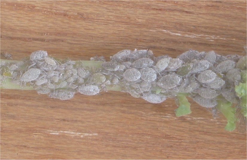 αφίδα κράμβης — Brevicoryne brassicae