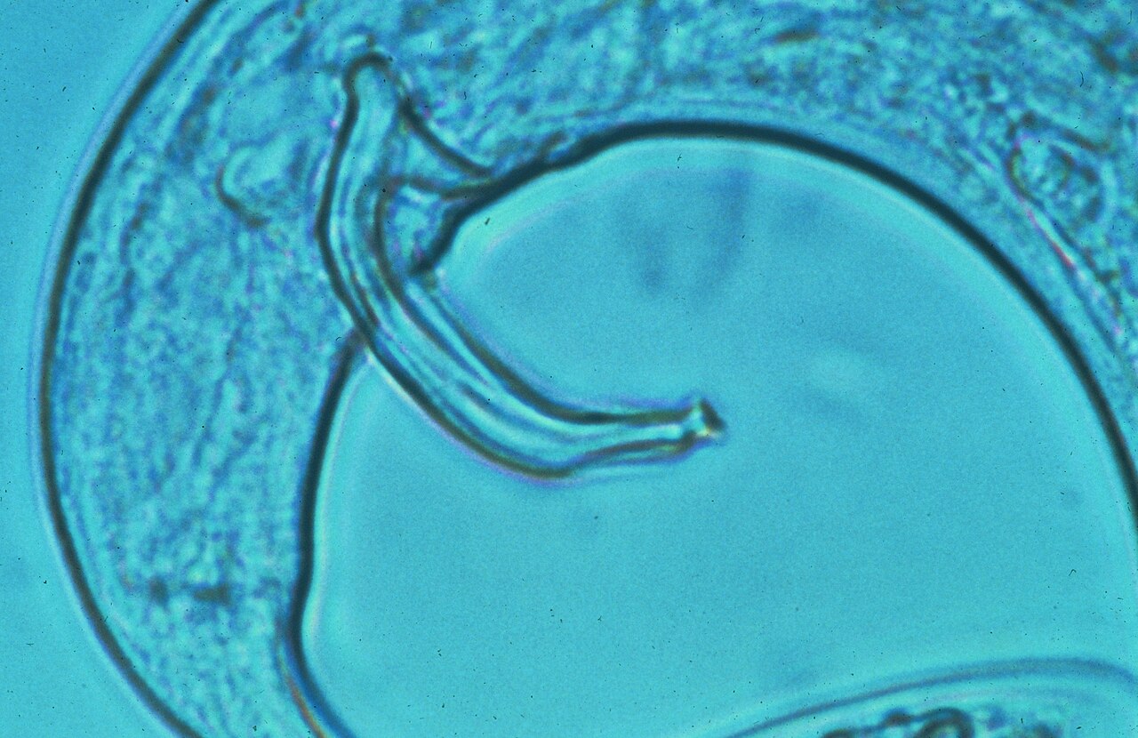 nematode del legno del pino — Bursaphelenchus xylophilus