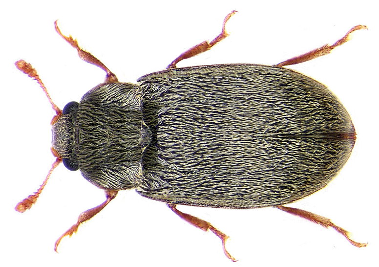 piralide del lampone — Byturus tomentosus