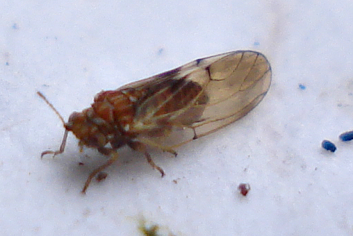psilla del pero — Cacopsylla pyri