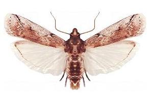 piralide del fico d'India — Cactoblastis cactorum