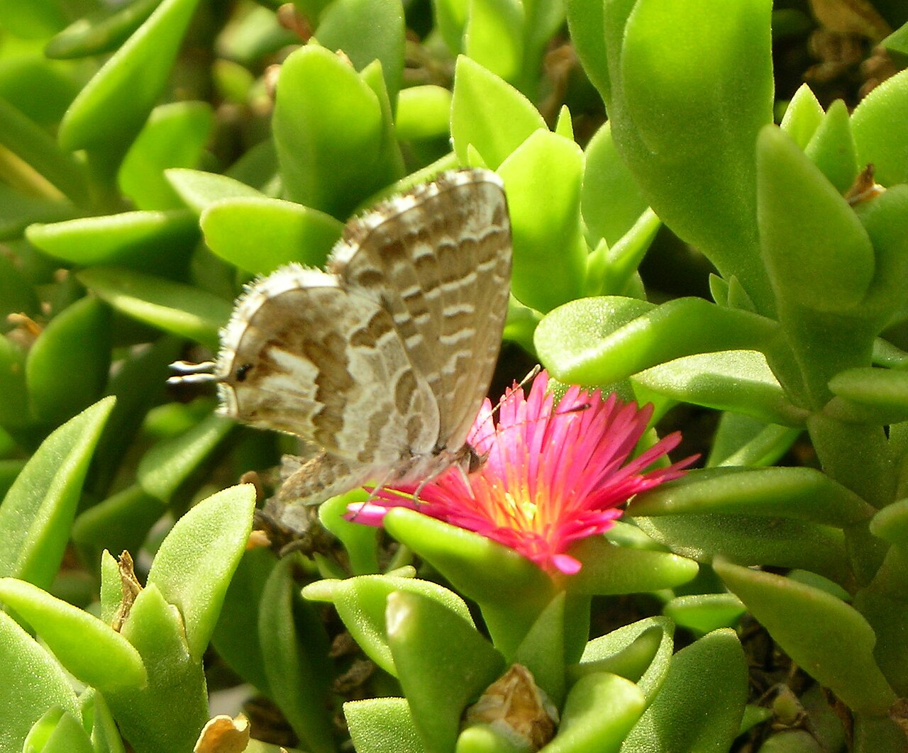 brun du pélargonium — Cacyreus marshalli