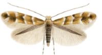 minatrice fogliare dell'ippocastano — Cameraria ohridella