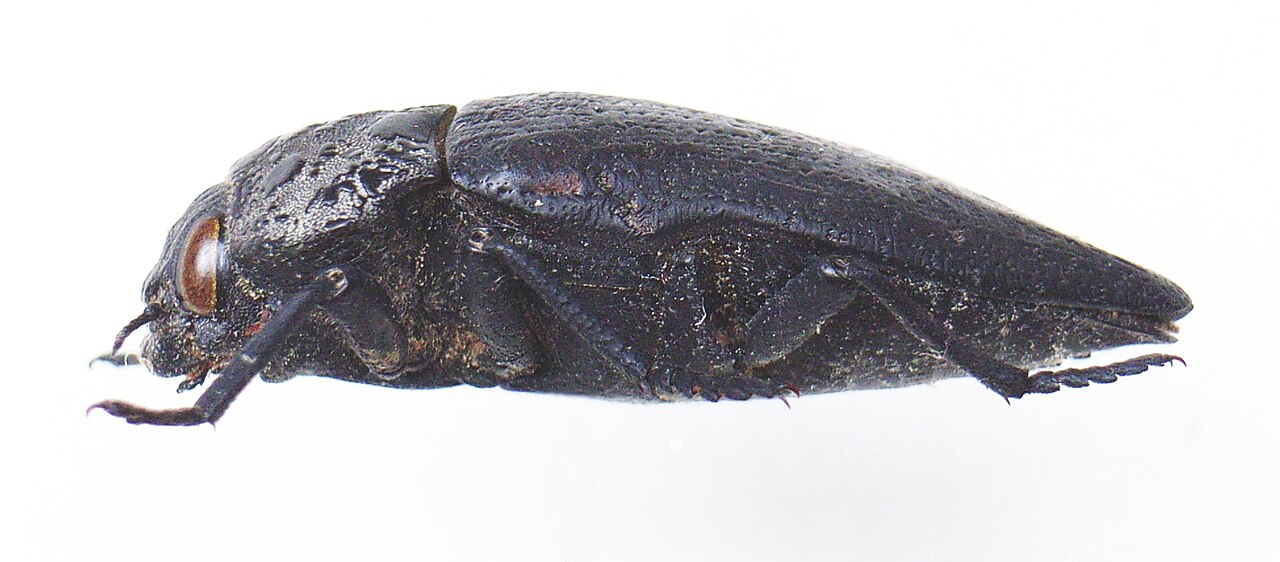 capnodis del carrubo — Capnodis tenebrionis