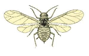 Weiden-Möhrenblattlaus — Cavariella aegopodii