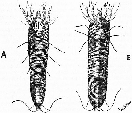 acaro delle gemme del ribes — Cecidophyopsis ribis