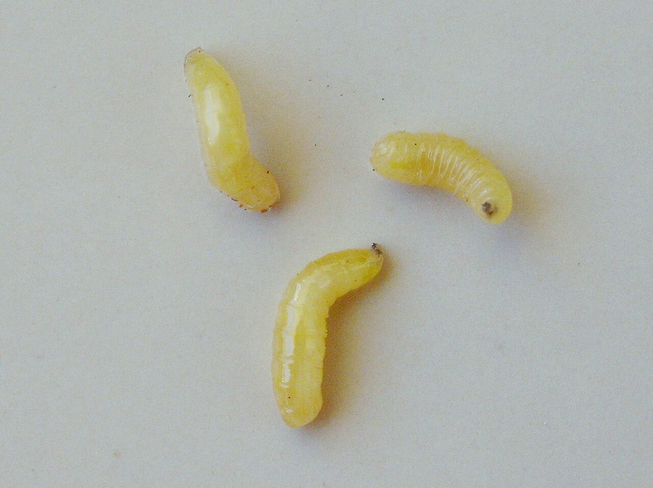 mosca della frutta mediterranea — Ceratitis capitata