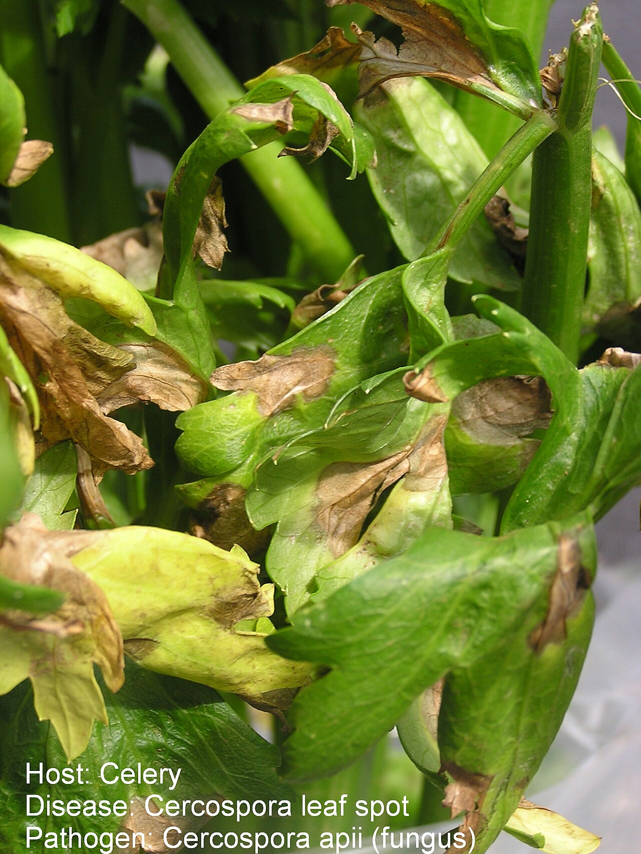cercospora del sedano — Cercospora apii